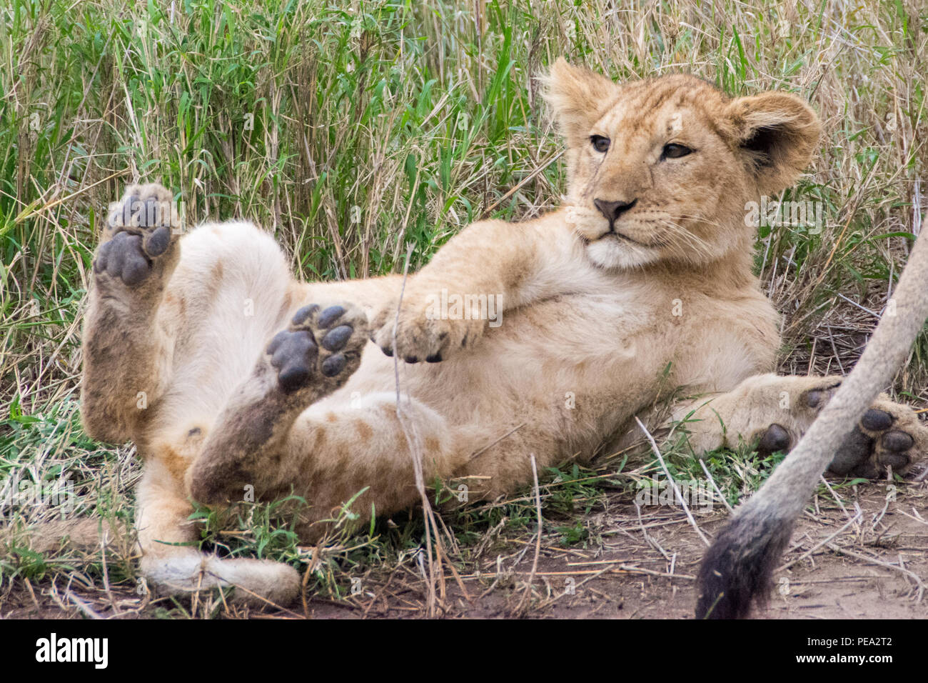 Un lúdico cub en Parque nacional Serengeti, Tanzania Foto de stock