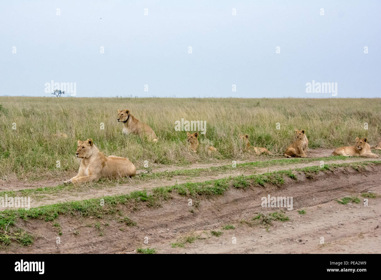 Una presa de leones mirando hacia una distracción en el Parque nacional Serengeti, Tanzania Foto de stock