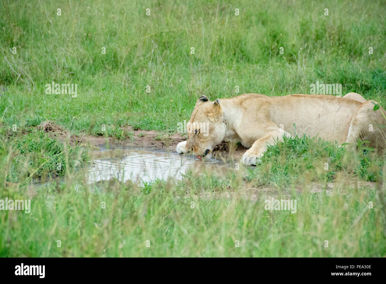 Una leona agua potable para satisfacer sus necesidades de sed en el Parque nacional Serengeti, Tanzania. Foto de stock