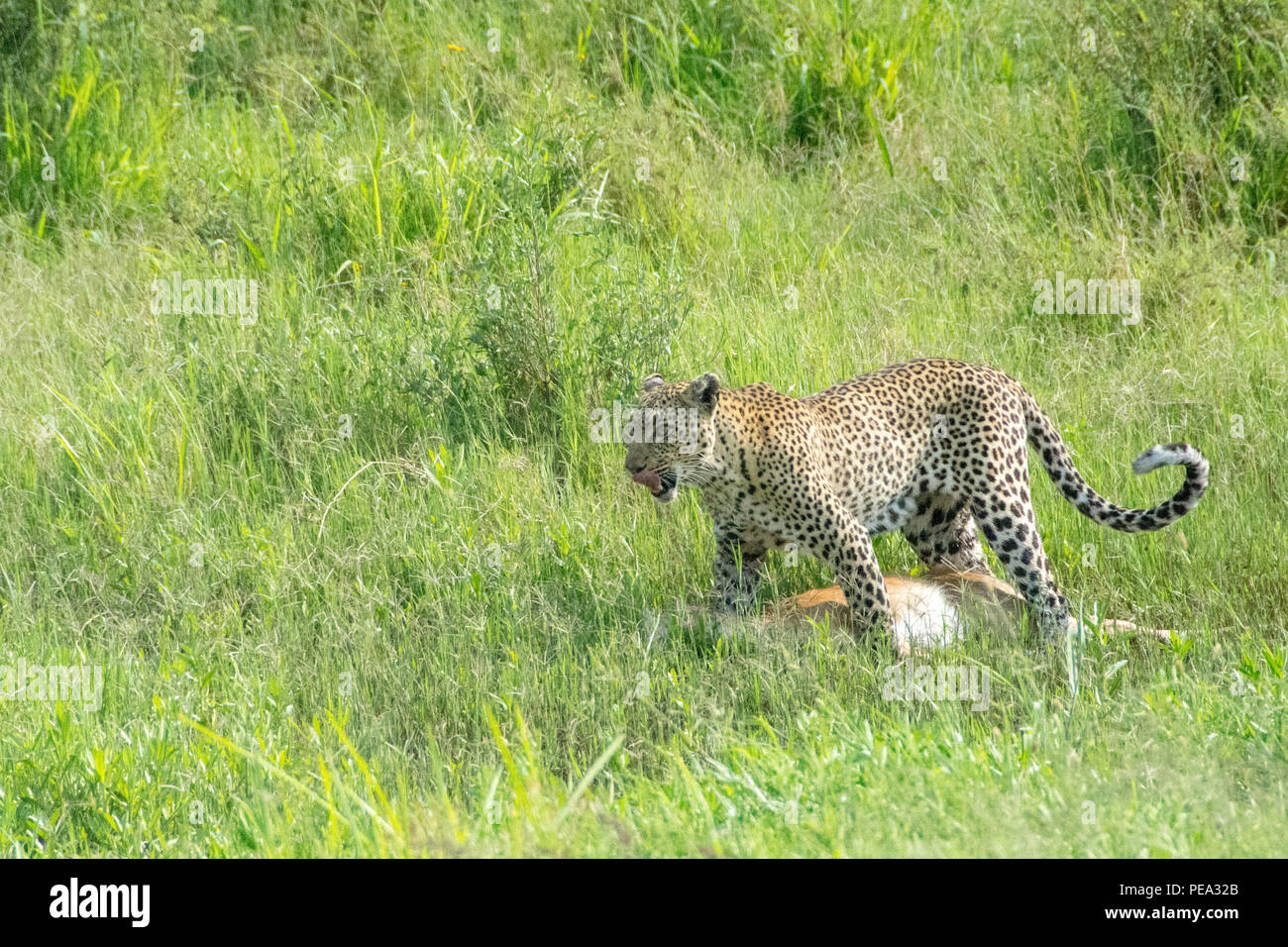 Un leopardo aspecto cansado después de rastrear su presa durante un largo tiempo teniendo a su árbol. Foto de stock