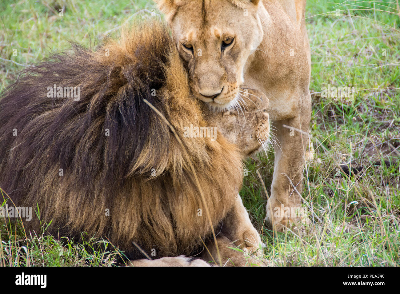 Un león macho y hembra lion consolarse mutuamente en el Parque Nacional del Serengeti Foto de stock