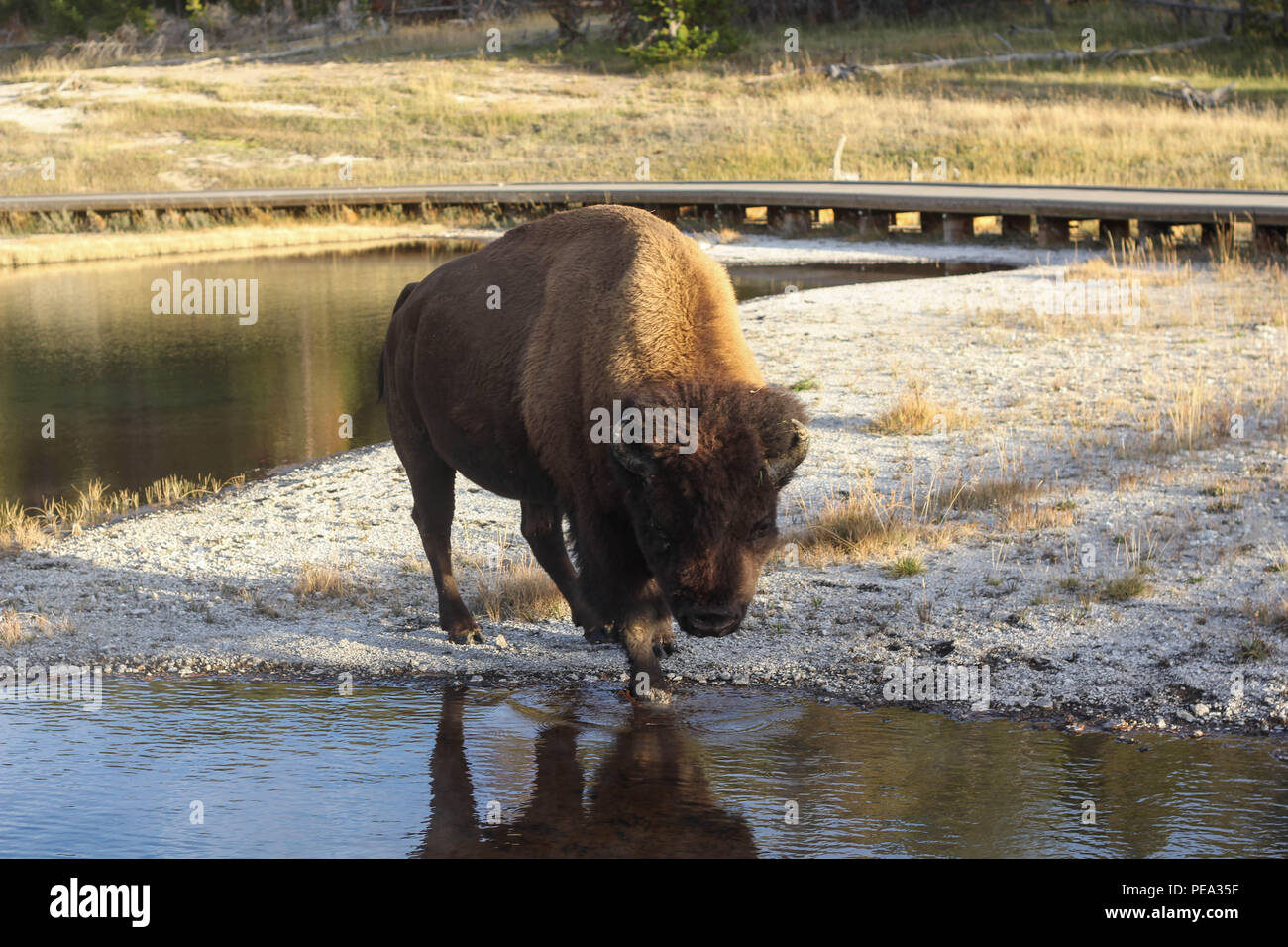 Naturaleza fotografía de exteriores enormes solo Búfalo Bison Bull mamíferos ungulados caminando con el reflejo en el agua el Parque Nacional Yellowstone EE.UU. Foto de stock