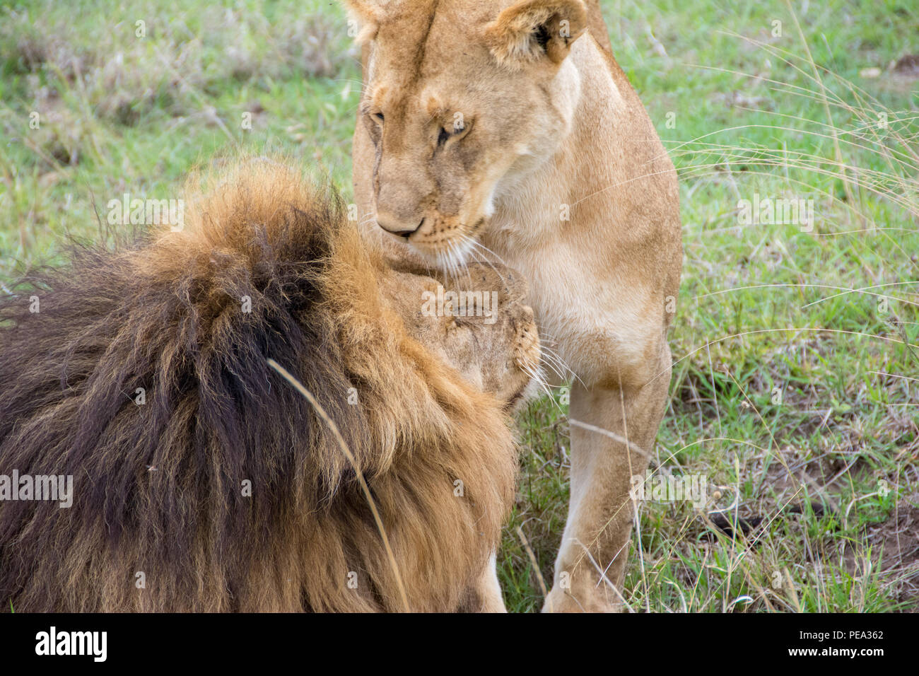 Un león macho y hembra snuggling protegiendo su territorio Foto de stock