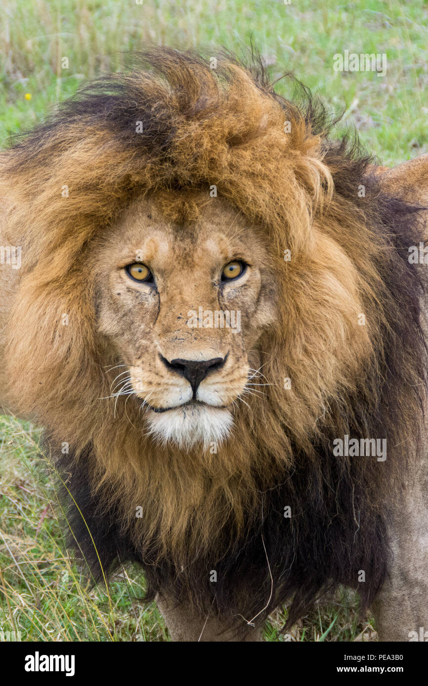Un hermoso varón león mirando hacia la cámara en el Parque nacional Serengeti, Tanzania Foto de stock