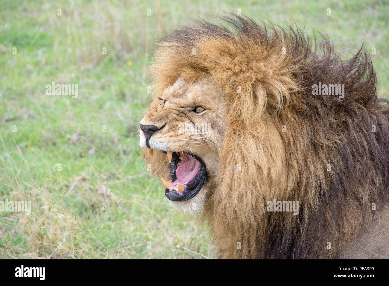Un león macho bostezo mostrando sus afilados dientes. Foto de stock