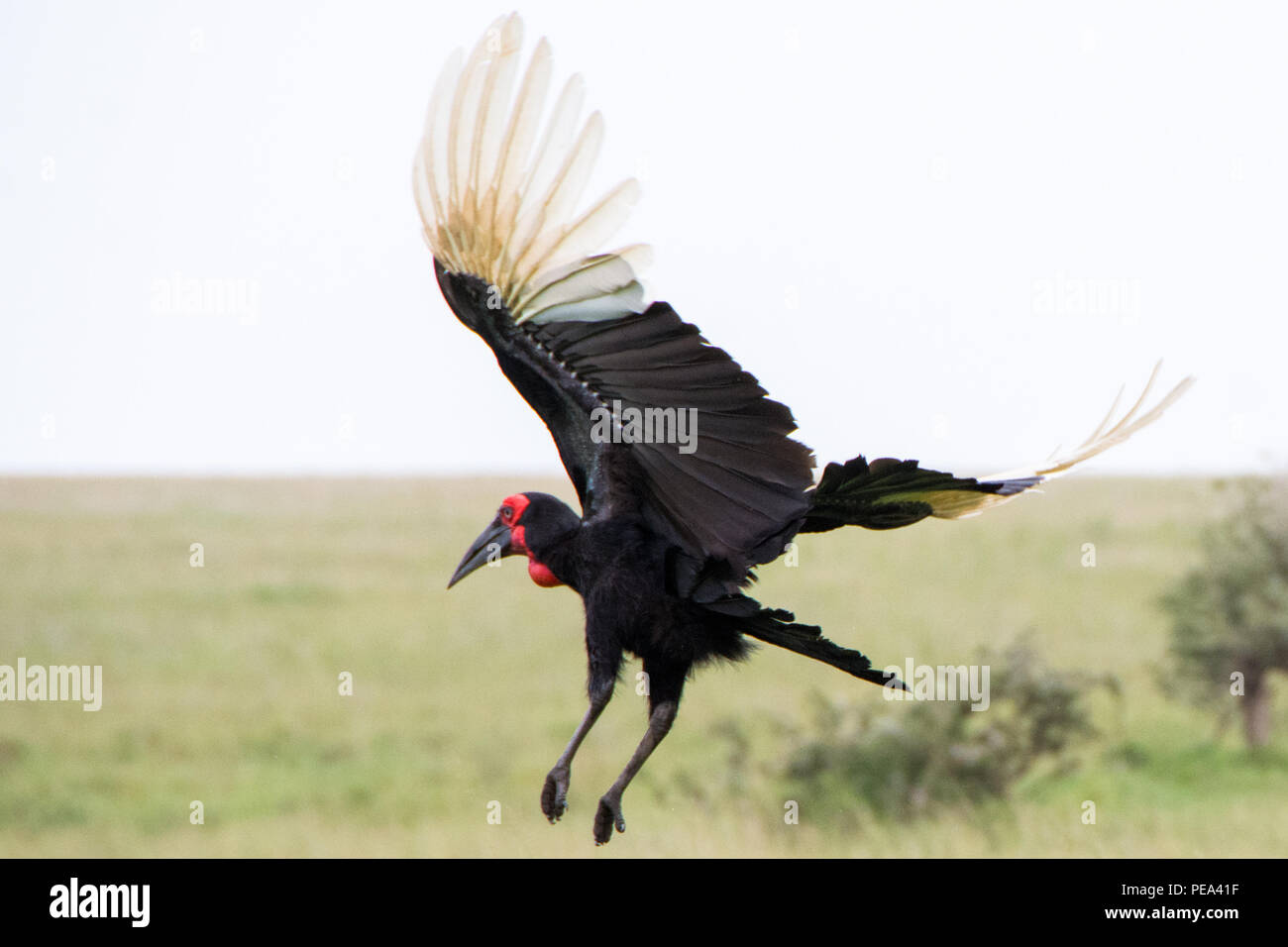 Un suelo volar lejos de Bucero en las llanuras del Serengeti National Park, Tanzania. Foto de stock