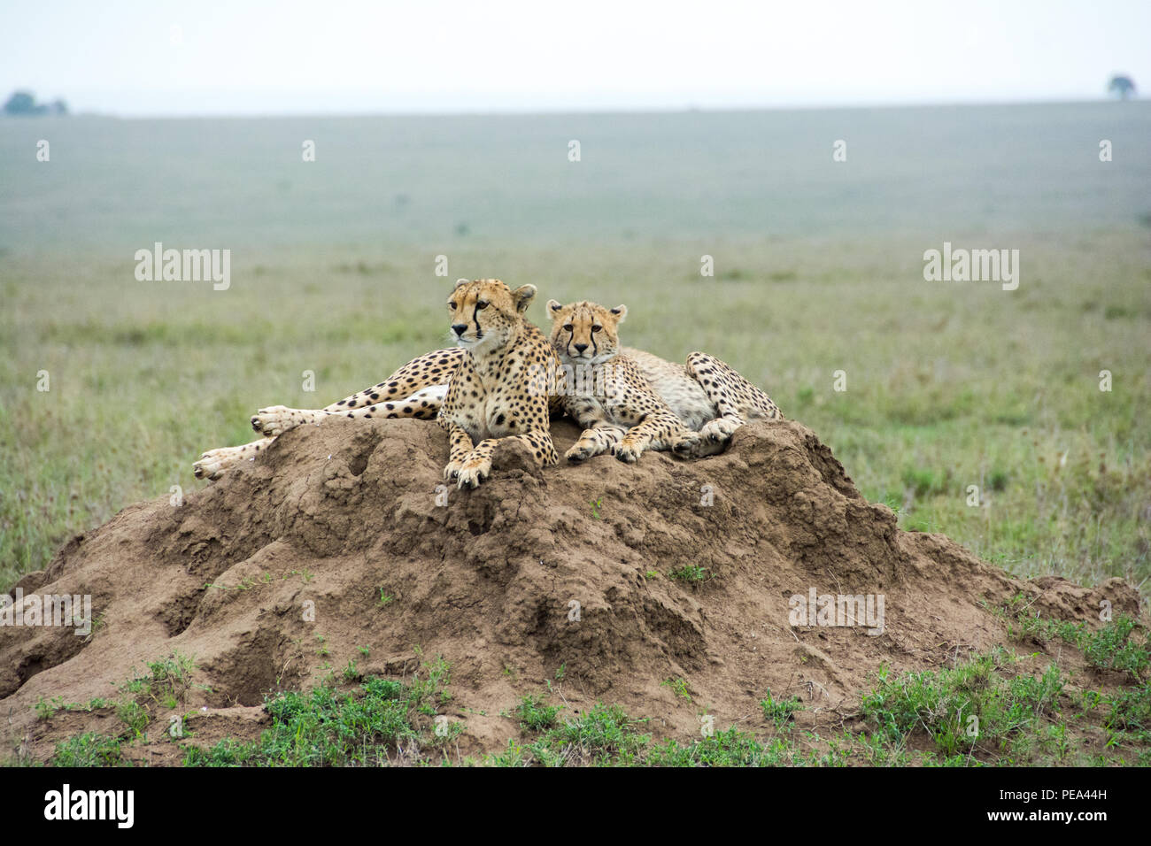 Una hembra de guepardo y el bebé sentado en la parte superior del montículo de hormigas en busca de presas para alimentarse. Foto de stock