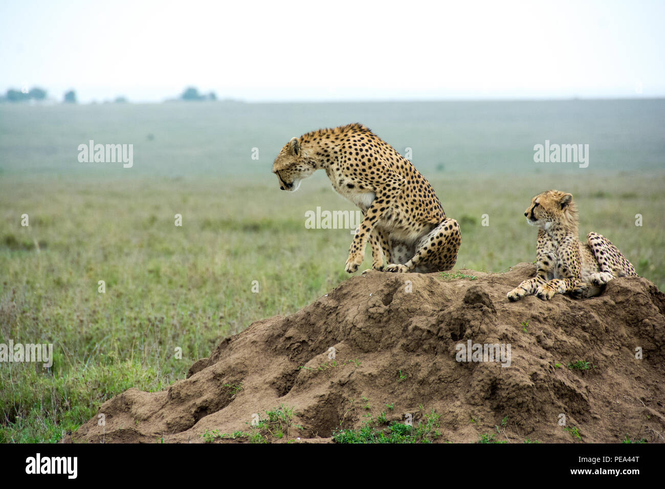 Una madre y su bebé guepardo sentarse en la cima del montículo de hormigas. Foto de stock