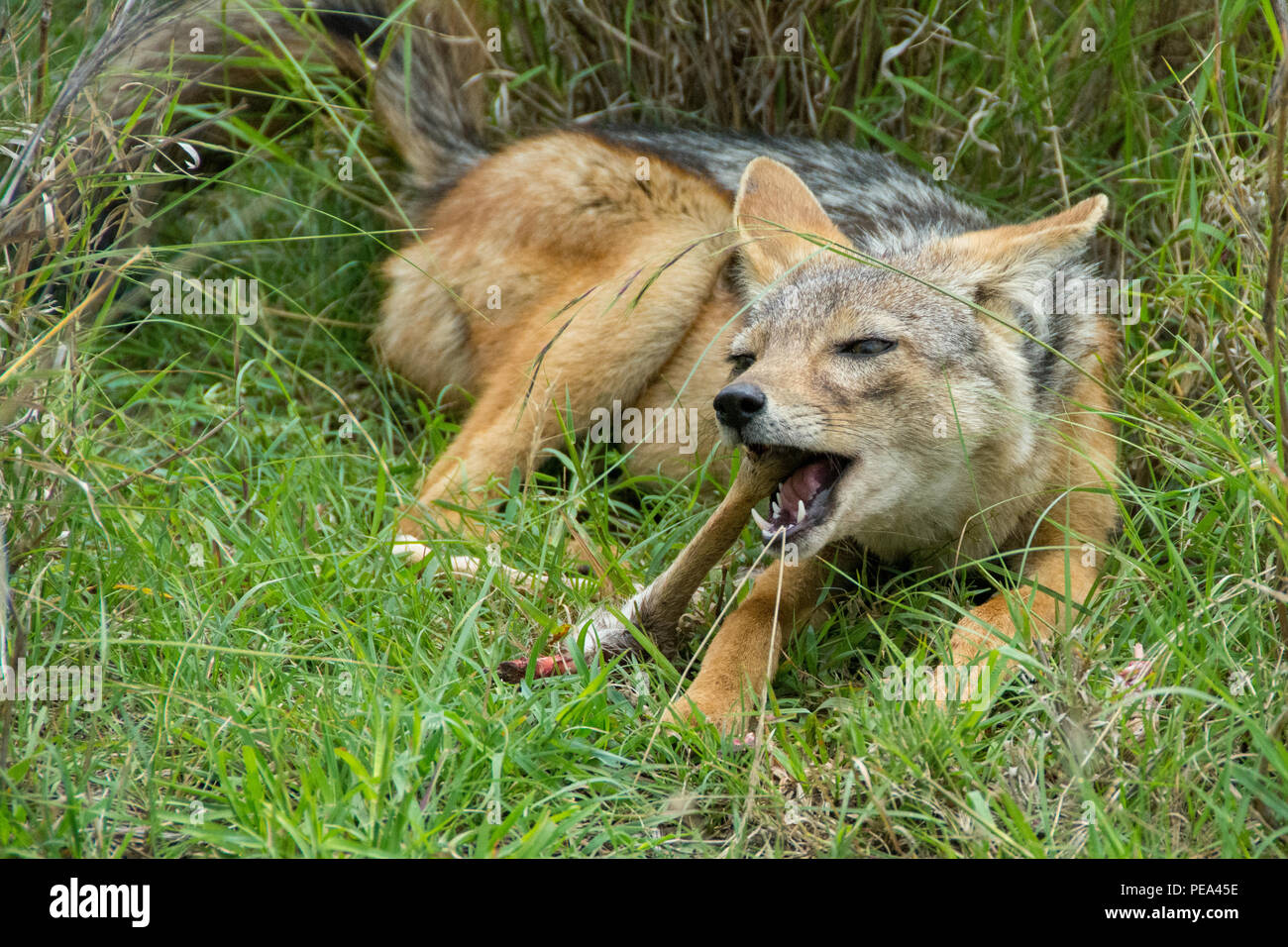 Un joven chacal alimentando una gacela en la pierna Foto de stock