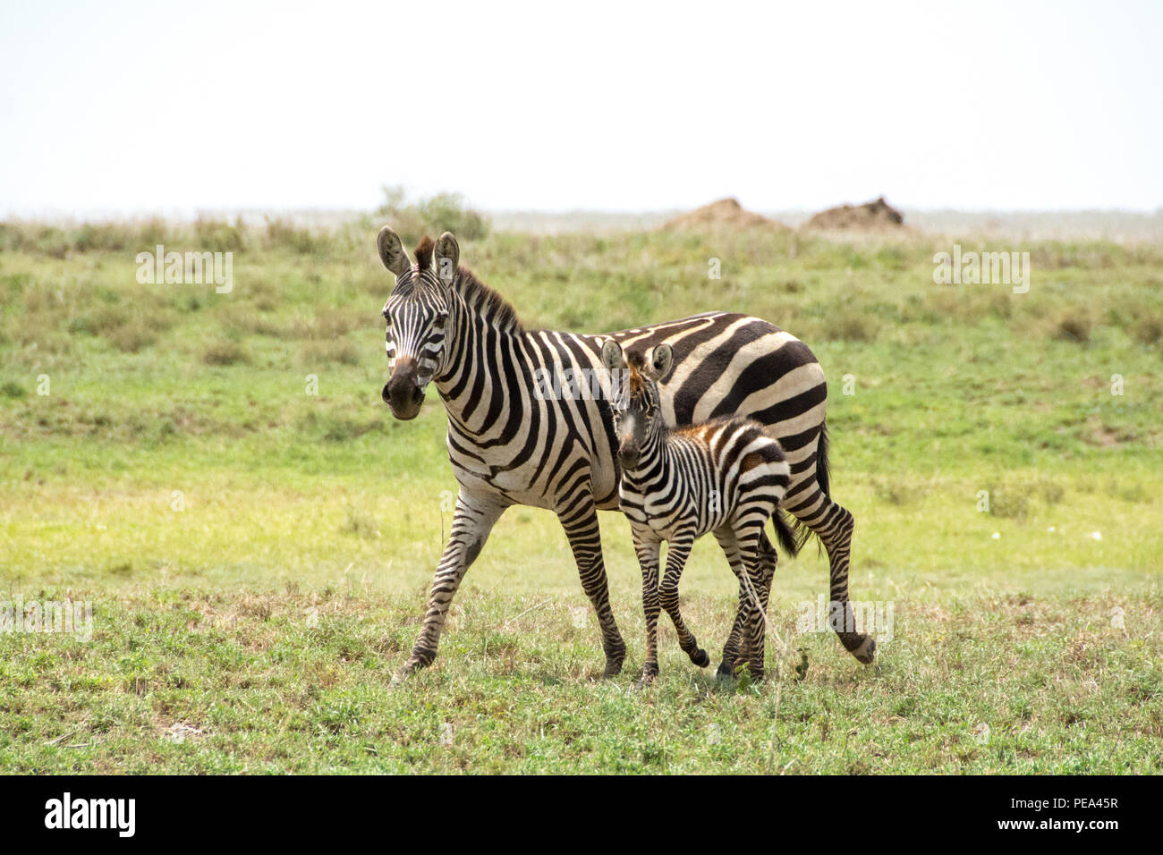 La madre y el bebé cebra pastando alrededor del Parque Nacional del Serengeti, Tanzania Foto de stock