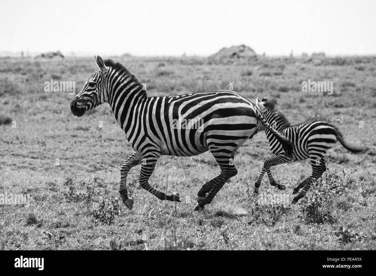 La madre y el bebé cebras racing juntos en las llanuras del Serengeti National Park, Tanzania. Foto de stock