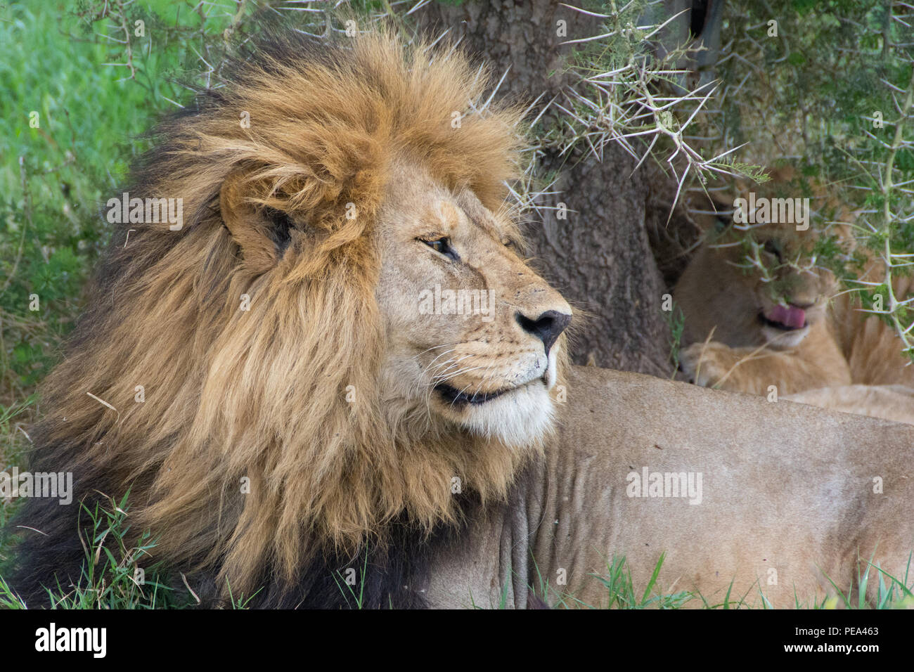 Un macho de León con su bebé en el fondo, ambos sentando bajo un Thorn Tree. Foto de stock