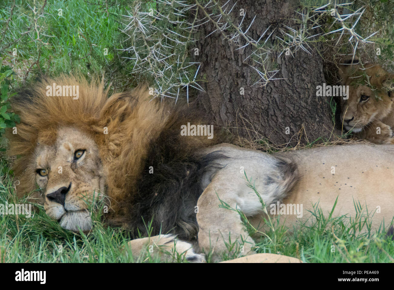 El rey de la selva, tendido bajo un Thorn Tree en el Parque nacional Serengeti, Tanzania Foto de stock