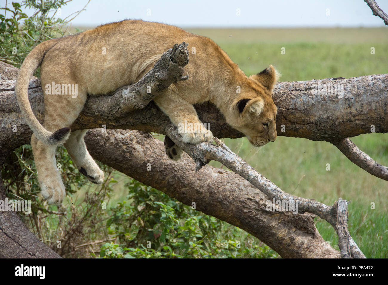 Un joven cachorro en un árbol en el Parque nacional Serengeti, Tanzania Foto de stock