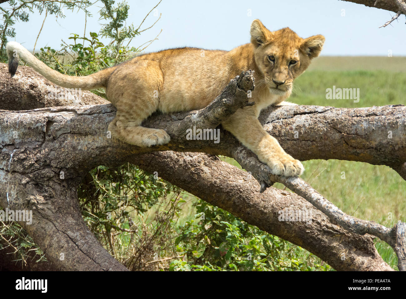 Un joven cachorro en un árbol en el Parque nacional Serengeti Foto de stock