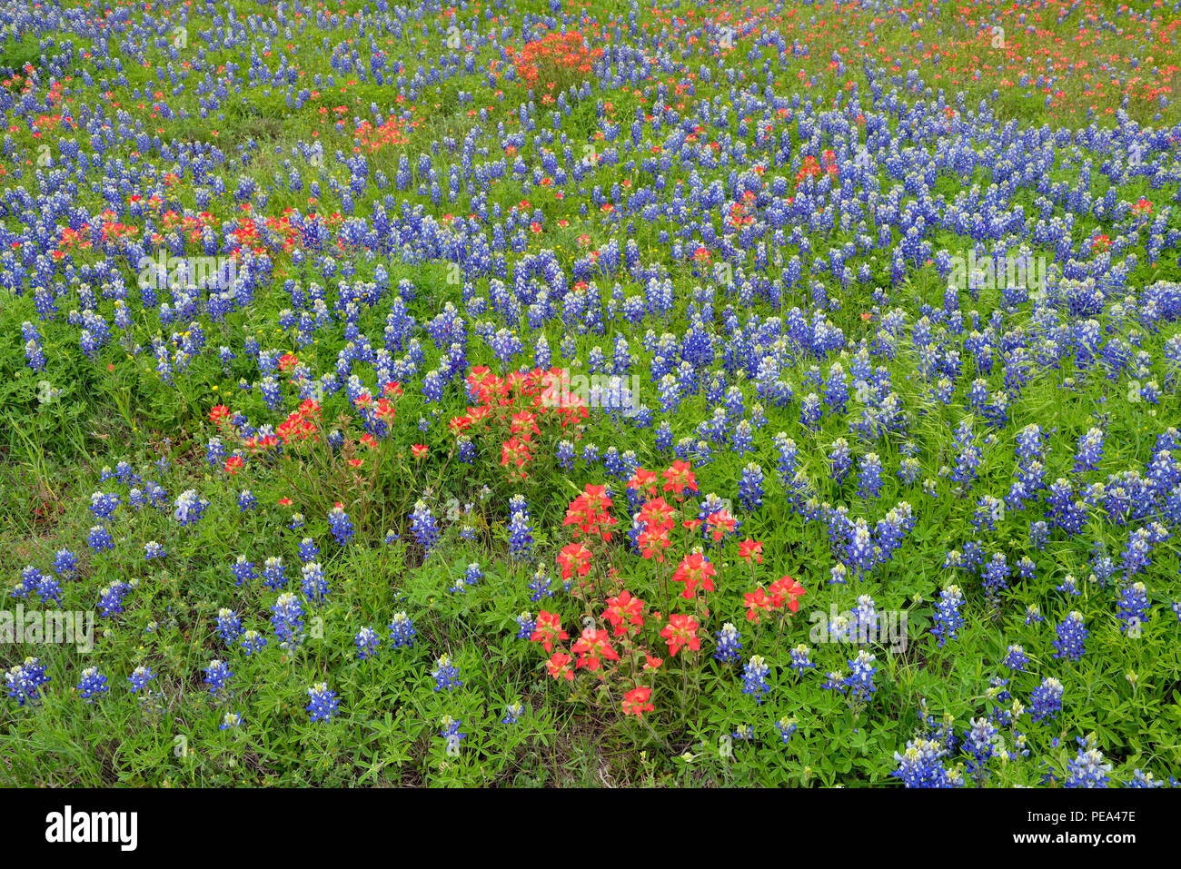 Un campo con flores de Texas bluebonnet (Lupinus subcarnosus) y Texas (Castilleja indivisa paintbrush), FM 962 a la vuelta de la montaña, Texas, EE.UU. Foto de stock