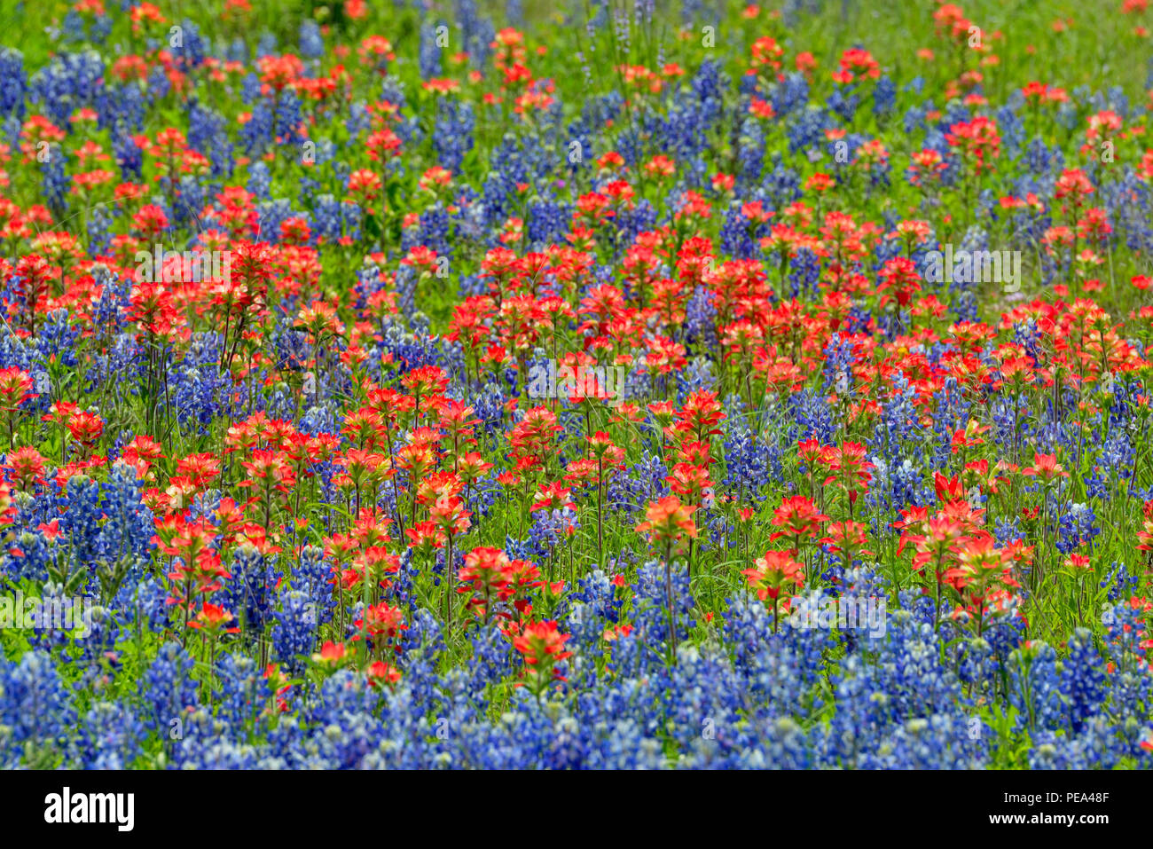 Un campo con flores de Texas bluebonnet (Lupinus subcarnosus) y Texas (Castilleja indivisa paintbrush), Travis County, Texas, EE.UU. Foto de stock