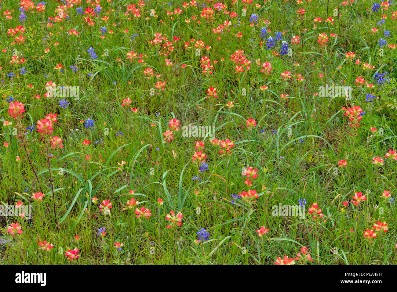 Un campo con flores de Texas bluebonnet (Lupinus subcarnosus) y Texas (Castilleja indivisa paintbrush), Austin, Texas, EE.UU. Foto de stock