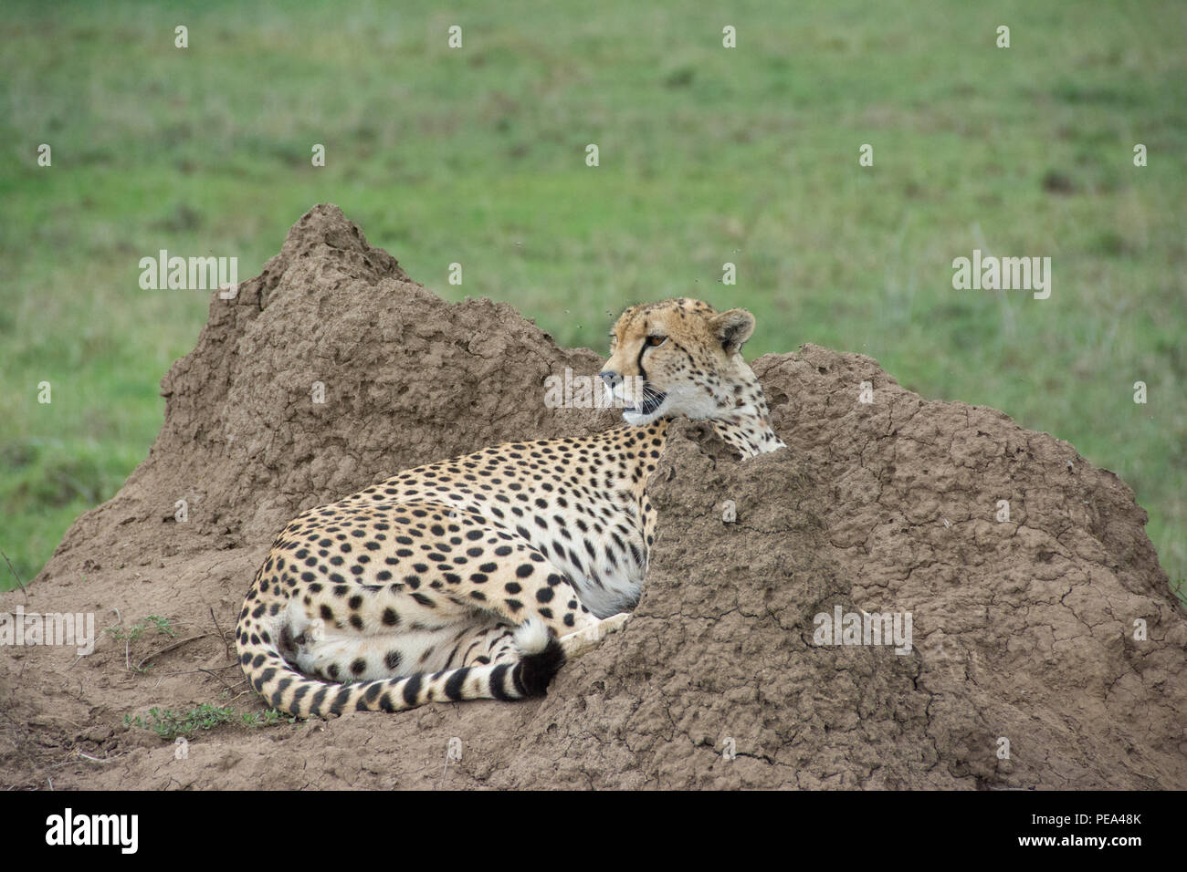 Un guepardo centrándose en algo en el Parque nacional Serengeti, Tanzania Foto de stock
