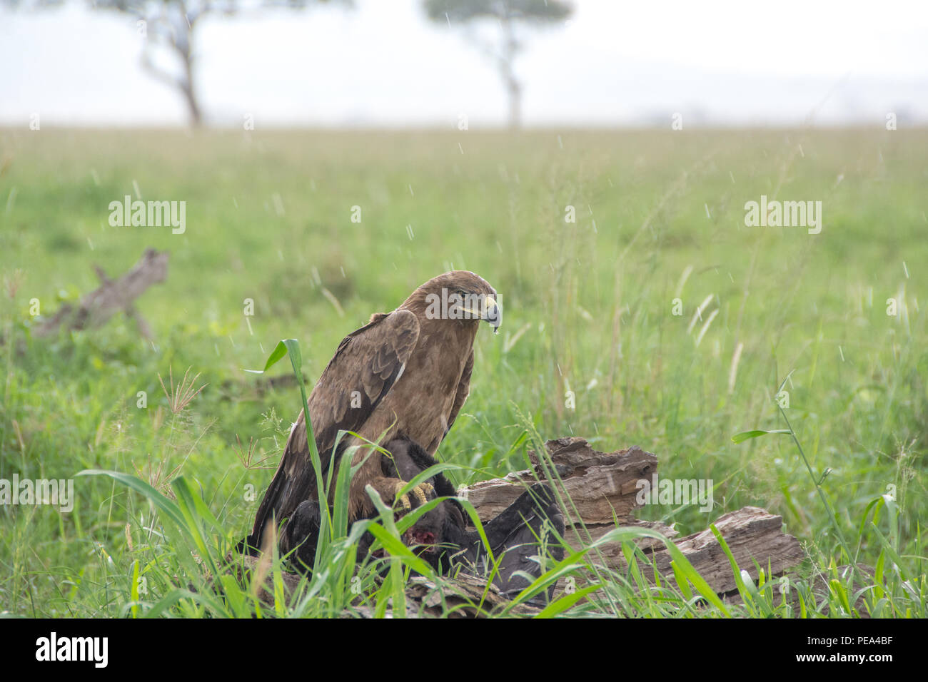Un águila coronada africana alimentarse de otra especie de ave en las lluvias del Parque Nacional del Serengeti, Tanzania. Foto de stock