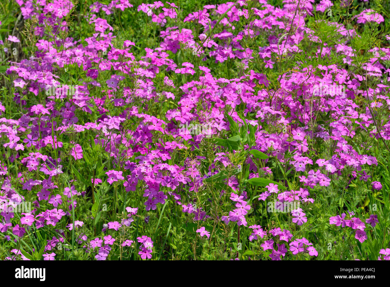 Floración silvestre (phlox Phlox spp.), Condado de Llano CR 310, Texas, EE.UU. Foto de stock