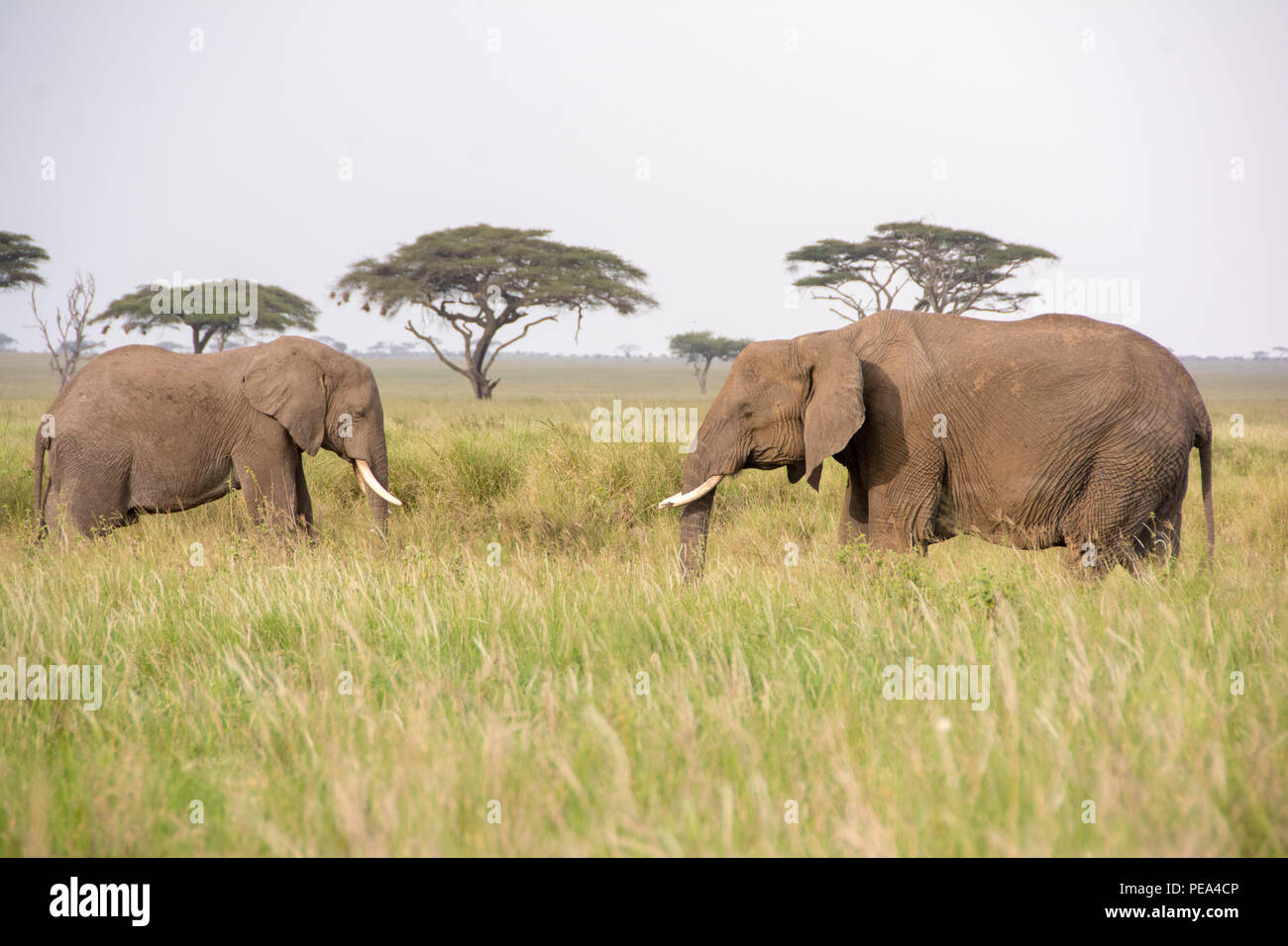 Los elefantes africanos en el medio del Parque Nacional del Serengeti chowing abajo algunas hierbas. Foto de stock
