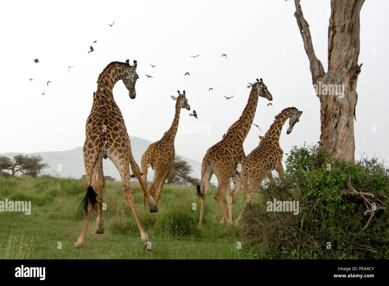Una torre de jirafas huyendo hacia la selva con la compañía de aves en el Parque Nacional del Serengeti, Tanzania. Foto de stock