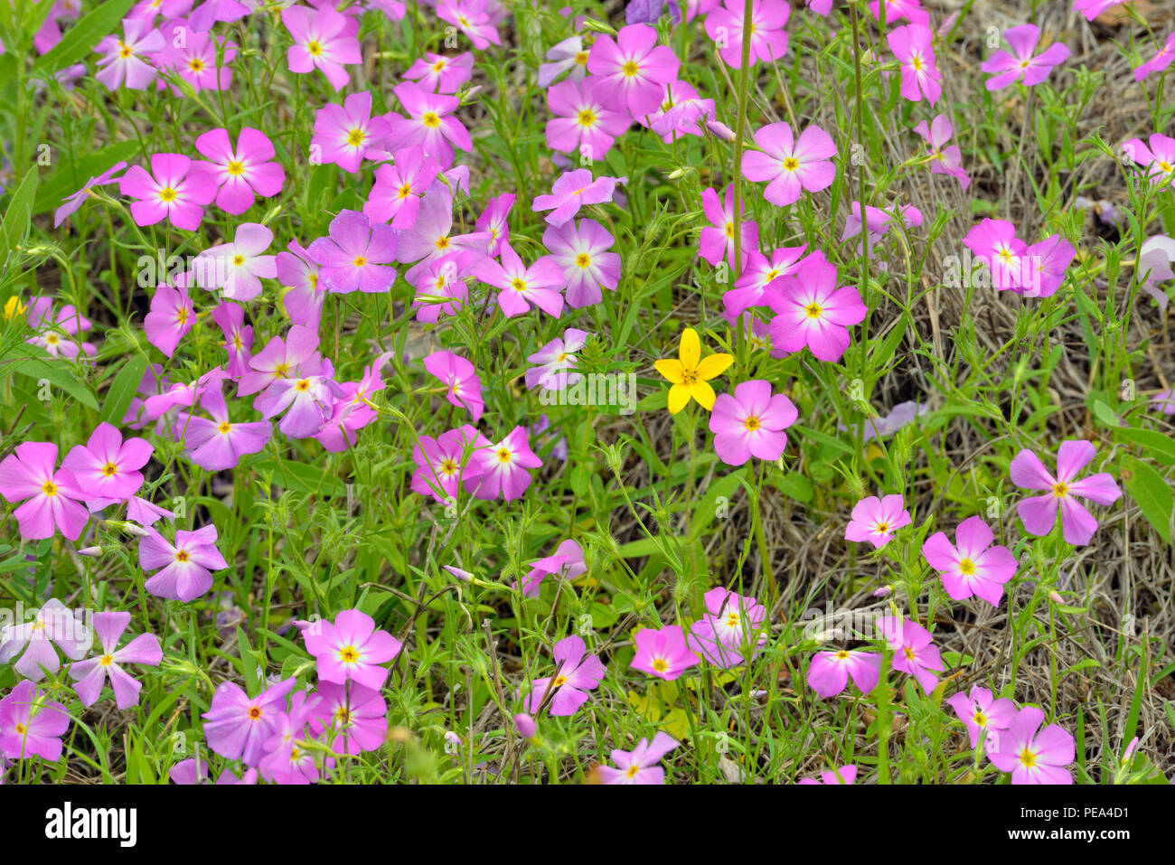 Carretera de flores silvestres en flor- phlox y Texas Star, Burnet County, Texas, EE.UU. Foto de stock