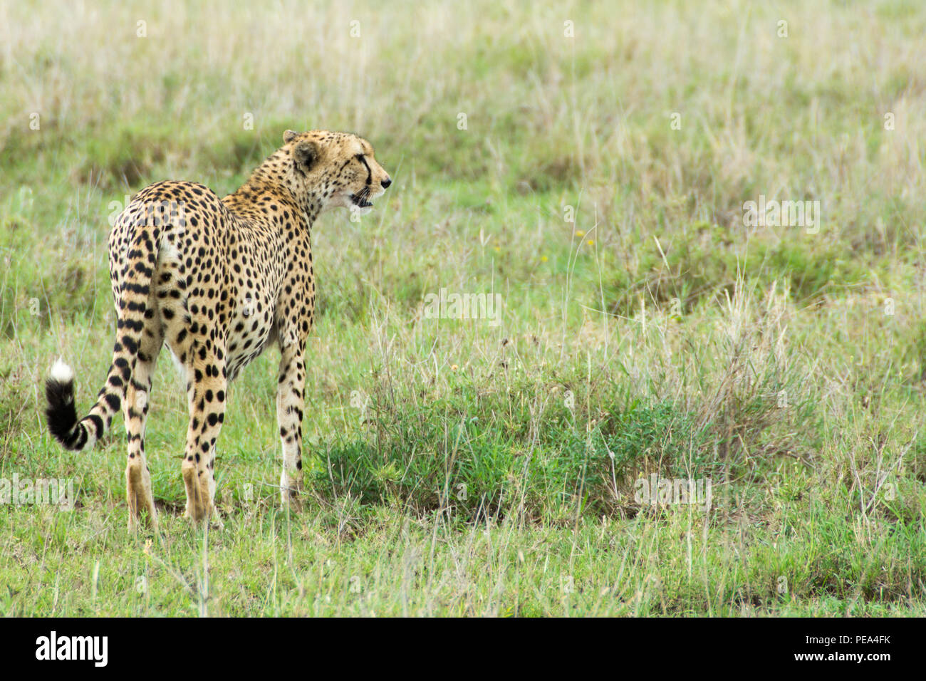 Un hombre joven guepardo buscando una comida del día en el Parque nacional Serengeti, Tanzania. Foto de stock
