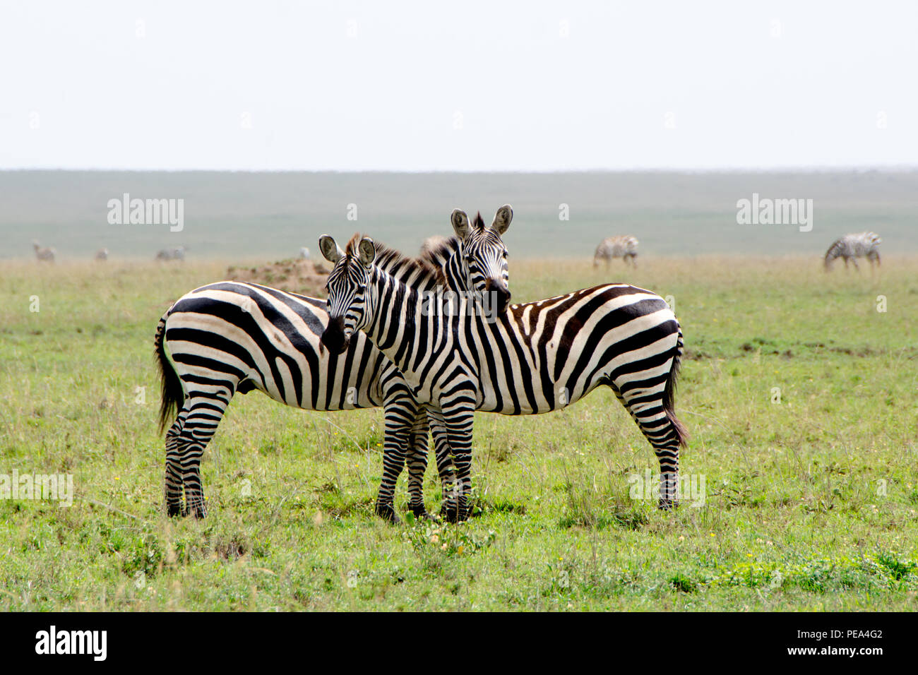 Dos cebras proteger cada uno de otros depredadores en l Parque Nacional Serengueti, Tanzania. Foto de stock