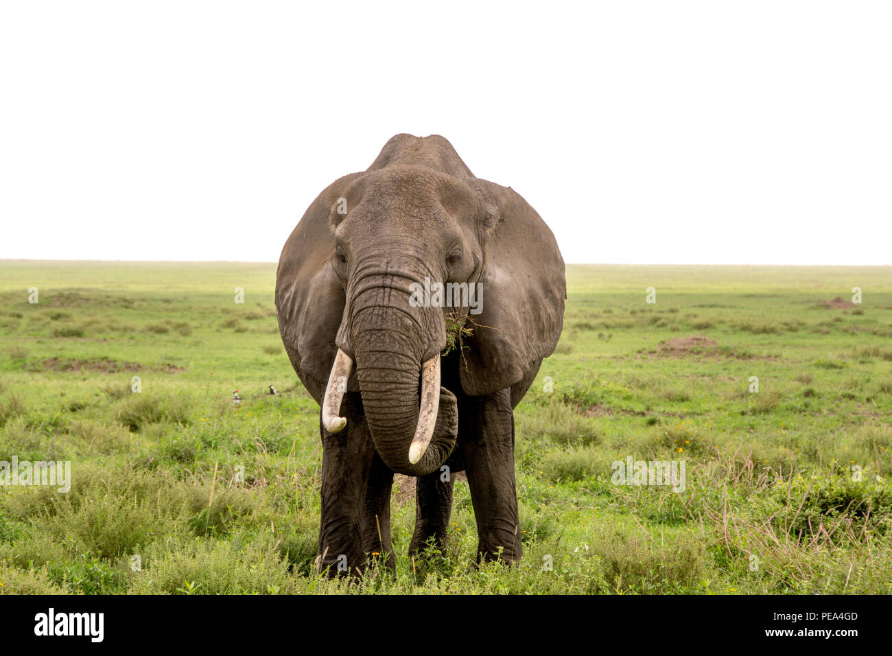 Un elefante hembra alimentándose en la llanura central de Parque Nacional del Serengeti, Tanzania. Foto de stock