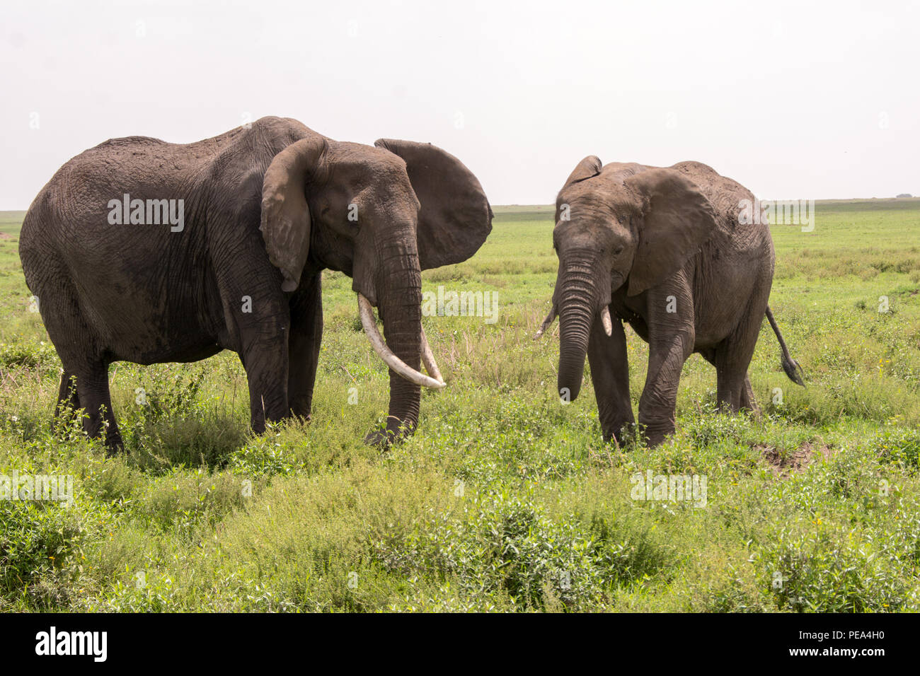 Dos elefantes en la pasto verde en el Serengeti, Tanzania, África Foto de stock