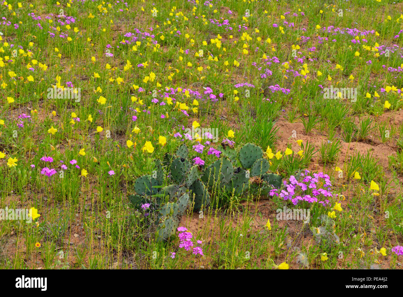 Onagra (Oenothera spp) y salvajes (phlox Phlox spp.), Castell, Mason County, Texas, EE.UU. Foto de stock