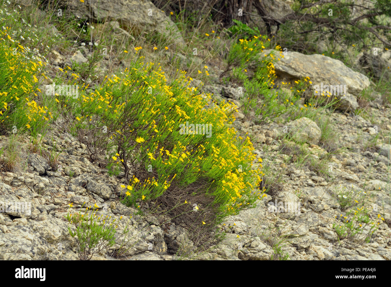 Damianita (Chrysactina mexicana) colonias blooming sobre un afloramiento de roca caliza, Turquía doblar LCRA, Texas, EE.UU. Foto de stock