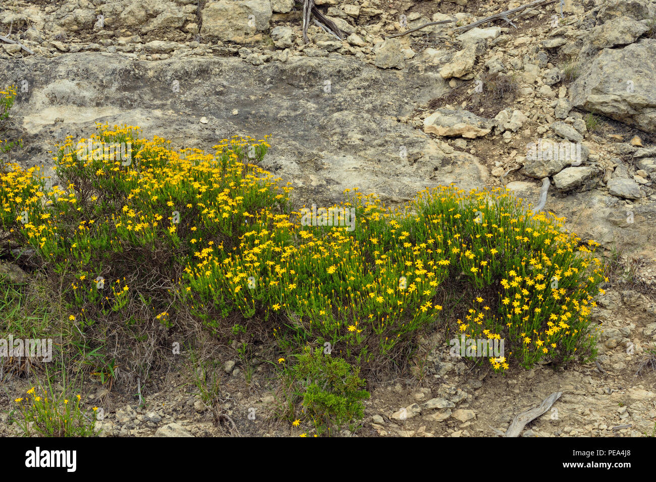 Damianita (Chrysactina mexicana) colonias blooming sobre un afloramiento de roca caliza, Turquía doblar LCRA, Texas, EE.UU. Foto de stock