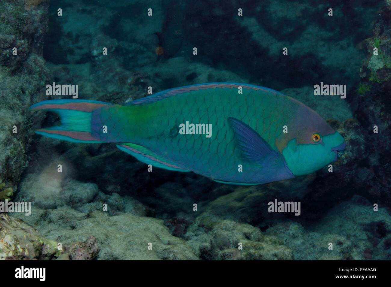 Grünwangen-Papageifisch, Singapur el pez loro Scarus prasiognathus Indischer Ozean Malediven,,, Maldivas, Océano Índico Foto de stock