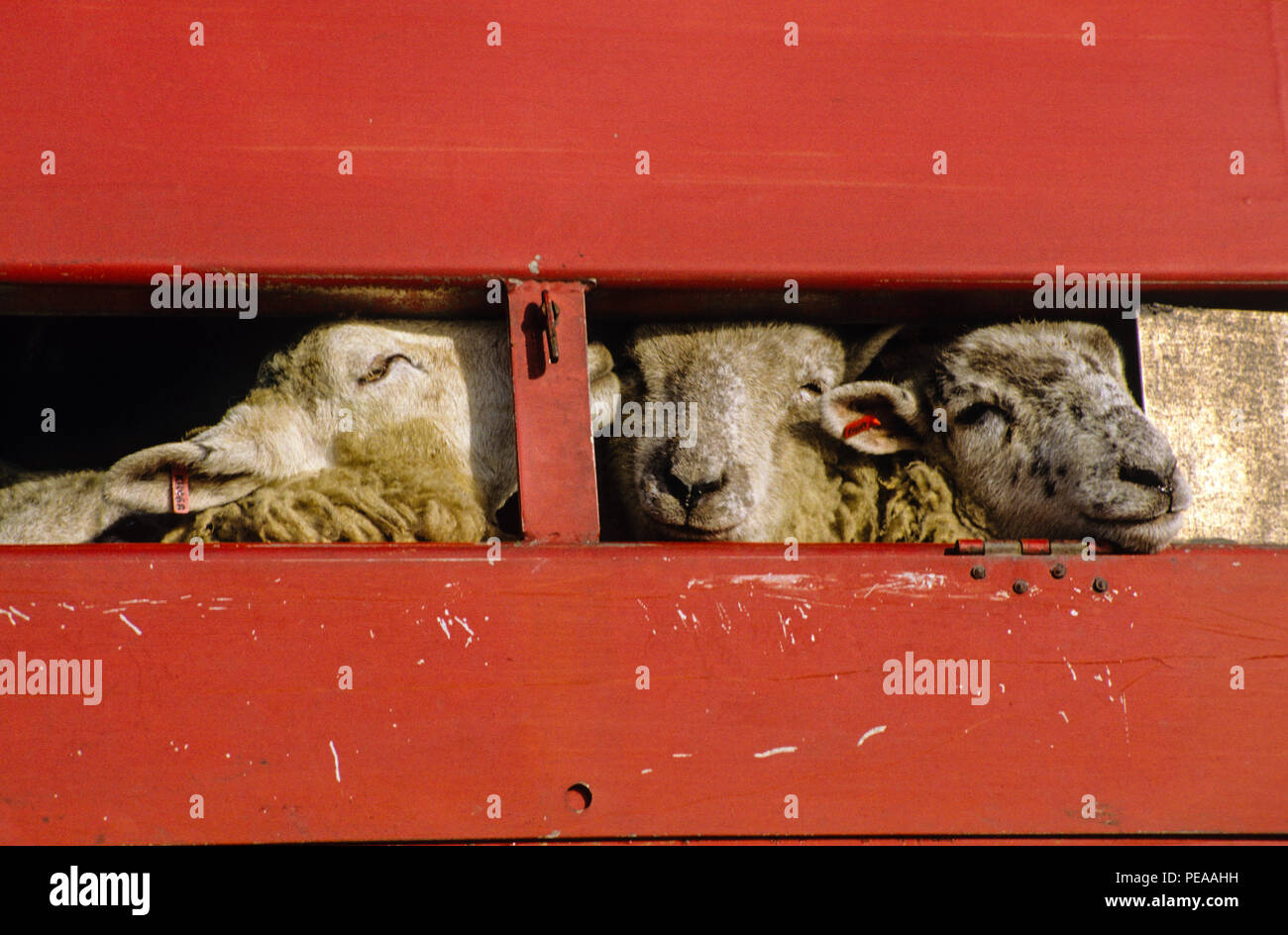 Vivir la exportación de ovejas, Brightlingsea, Essex, Inglaterra, Reino Unido, GB. Foto de stock