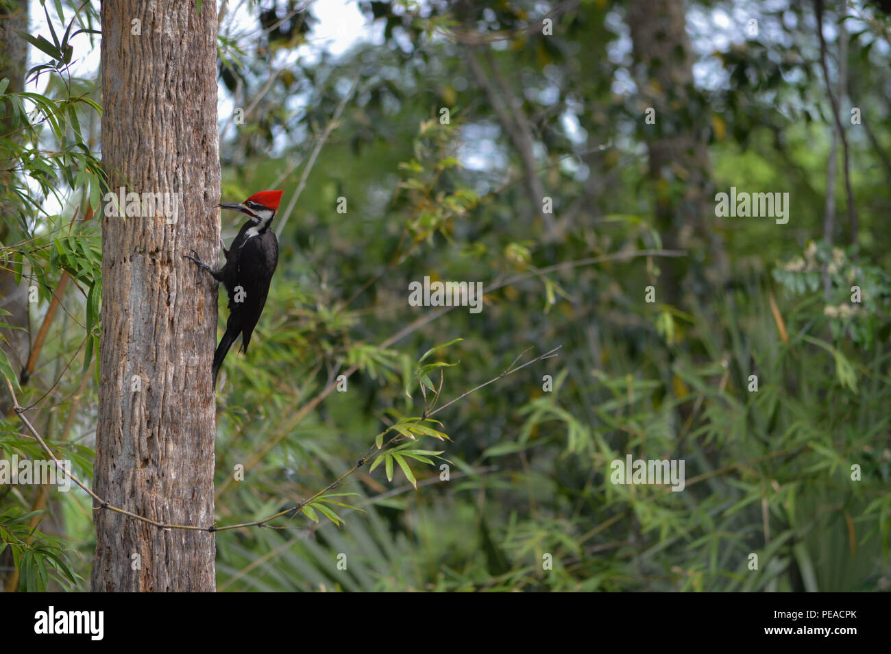 Patio exterior Ornitología Aves Silvestres Naturaleza Florida Fotografía Ver perfil lateral Pileated Woodpecker carpintero común más grande de América del Norte Foto de stock