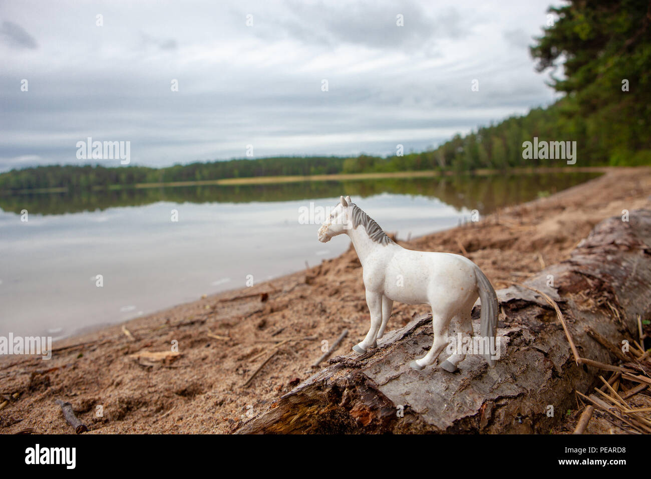 Playa de arena en un lago en un bosque con el cielo nublado y árboles, agua tranquila, tranquila y de fondo caballo blanco Foto de stock