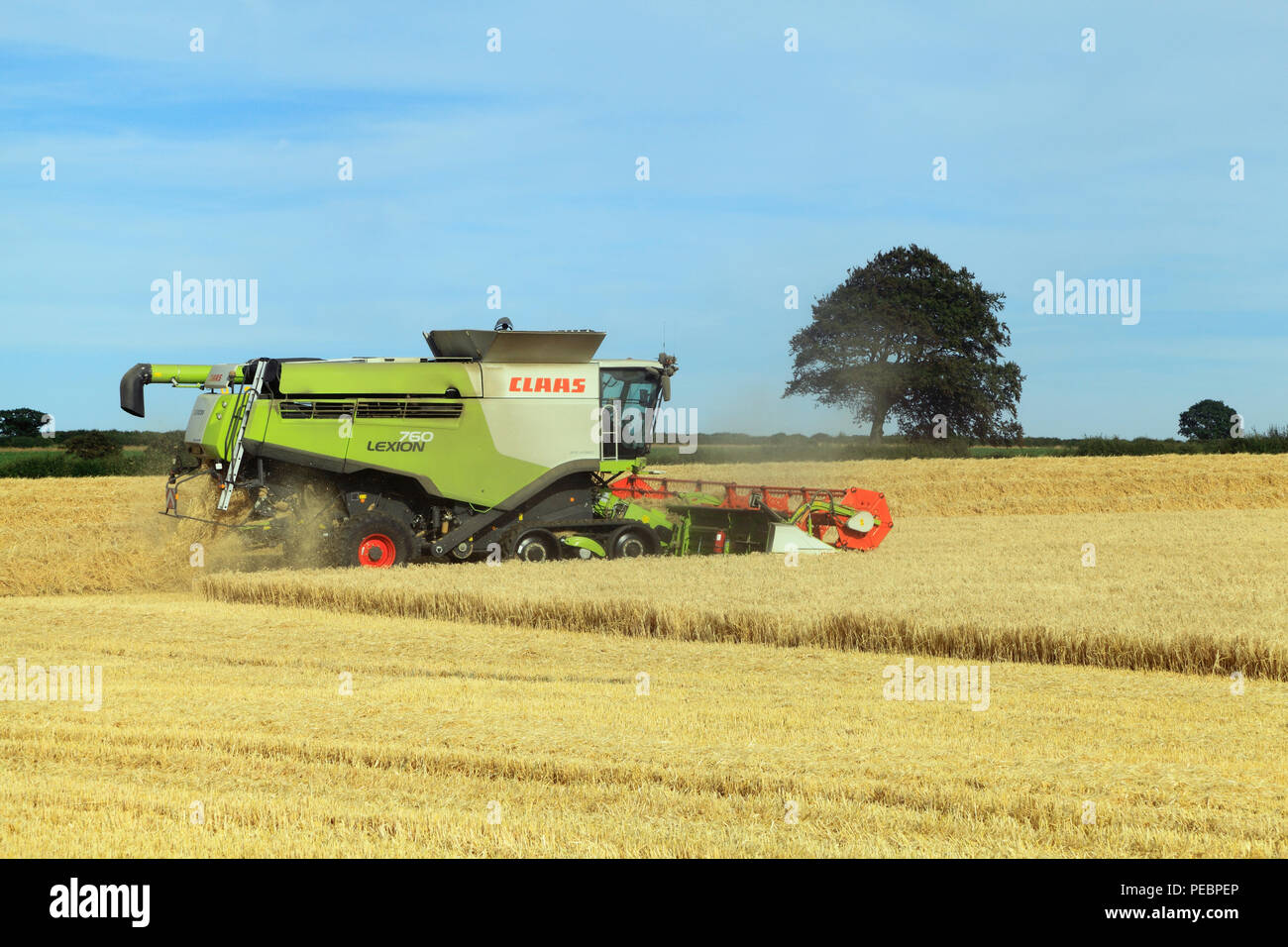 Cebada, campo, cosecha, la máquina cosechadora, cosechadora Claas Lexion 760, agricultura, cosechas agrícolas. Foto de stock
