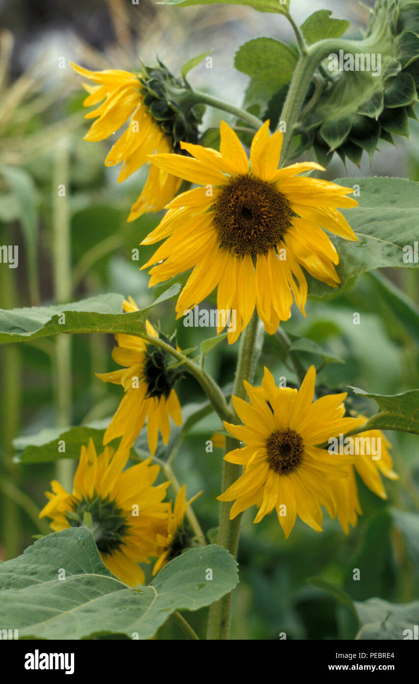 Girasoles comunes, Helianthus annuus Foto de stock