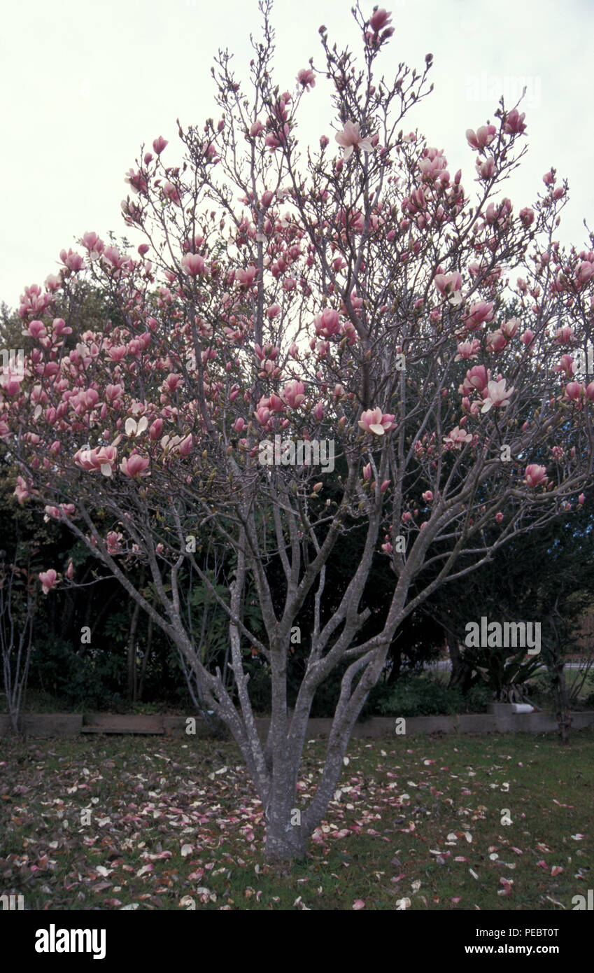 Magnolia japonesa rosa fotografías e imágenes de alta resolución - Alamy