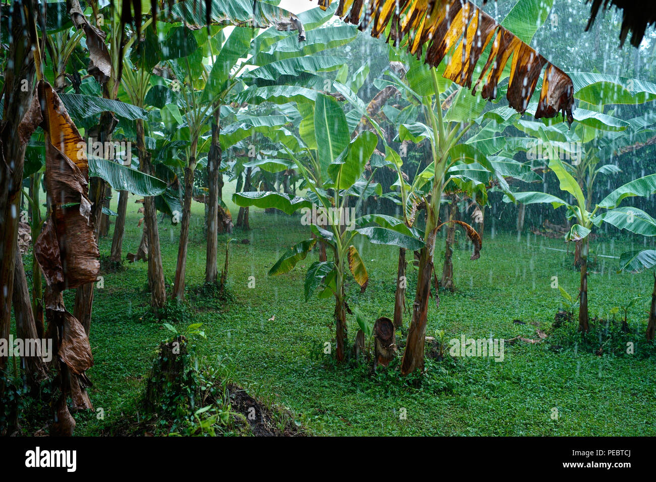 Día lluvioso en una plantación bananera Foto de stock
