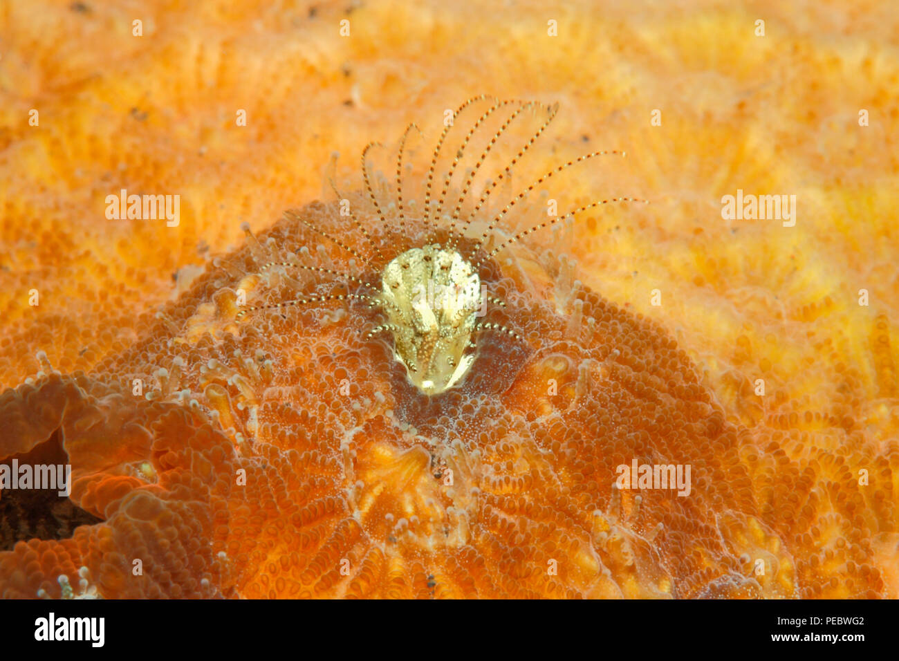 Percebe, Coral Ceratoconcha sp. Percebe Pyrgomatid. Tulamben, Bali, Indonesia. Bali, mar, océano Índico Foto de stock