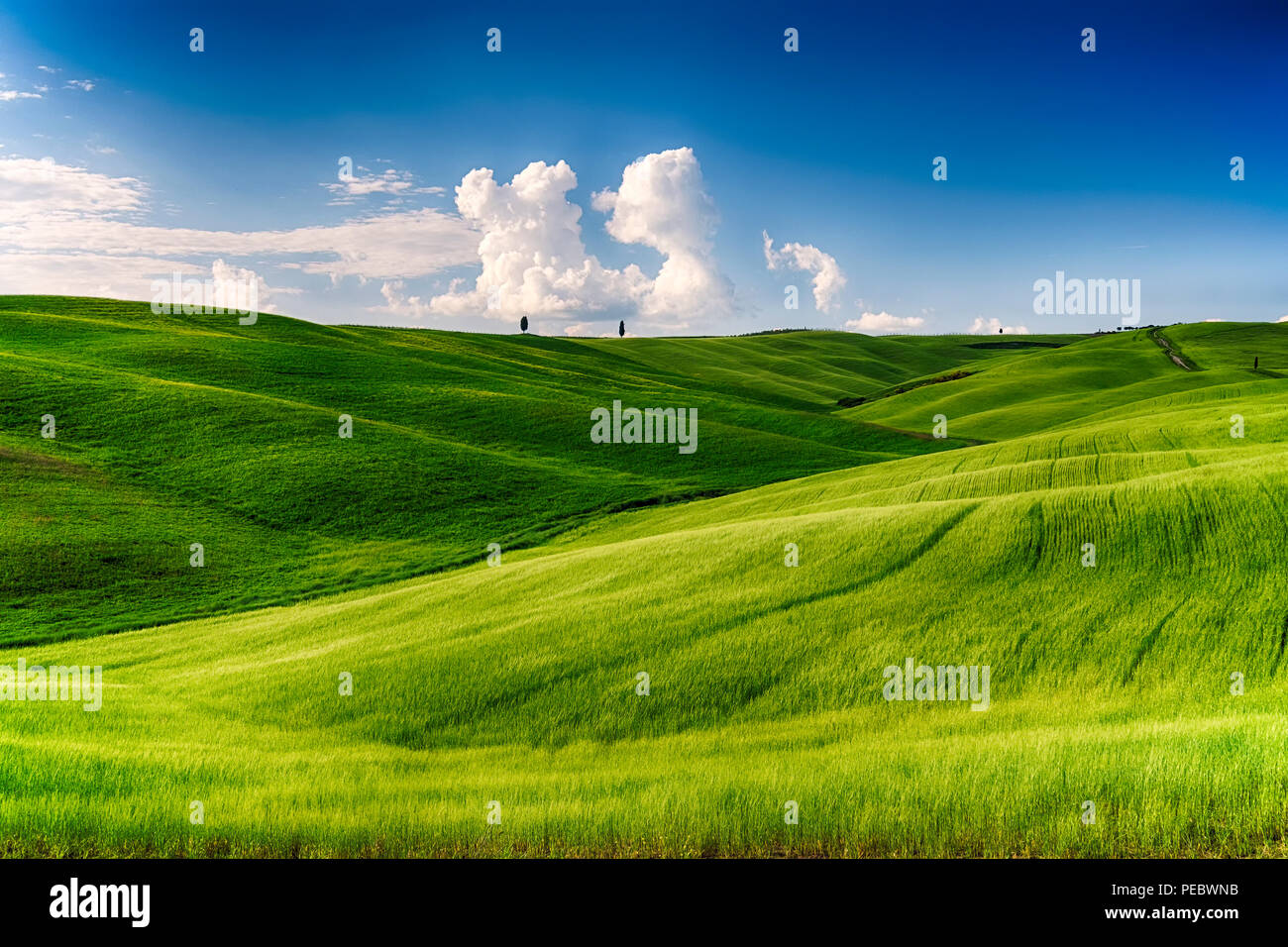 Colinas con ciprés treess y campos de trigo, San Quircio d'Orcia, Toscana, Italia Foto de stock