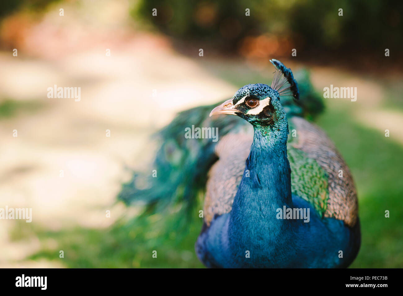 Peacock en el salvaje Foto de stock