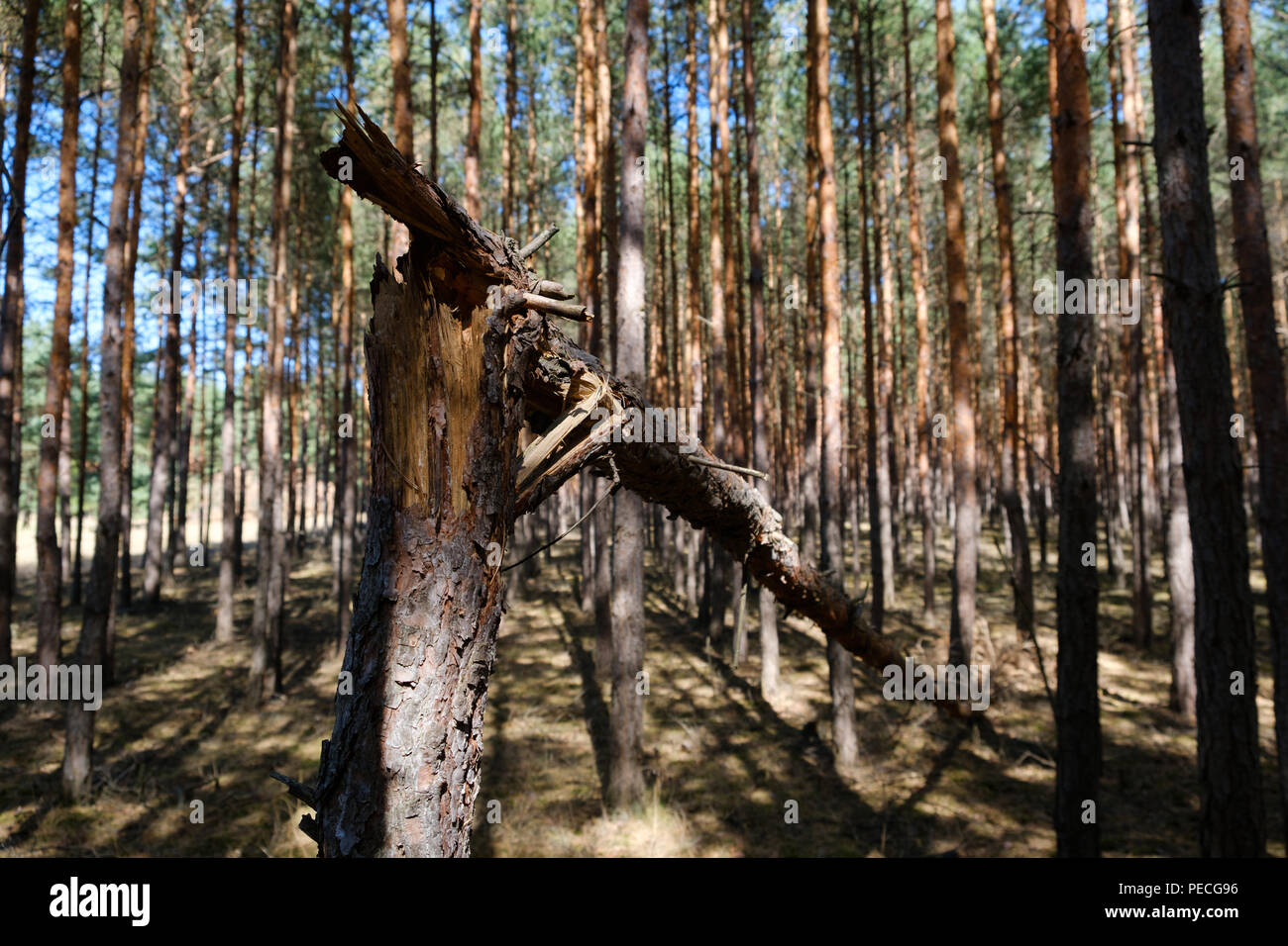 Roto el tronco de pino en el bosque de coníferas. Foto de stock