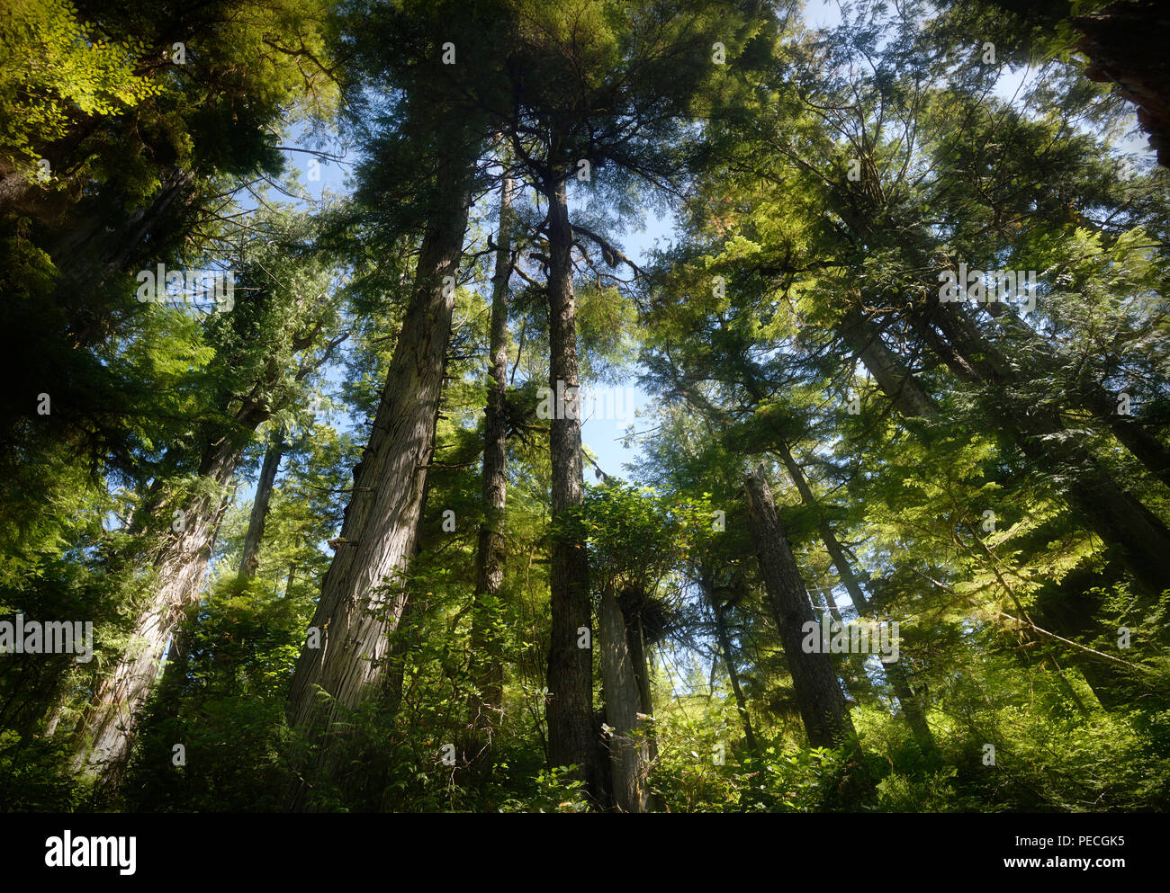 Hermoso Bosque altos árboles de abeto Douglas cubriendo el cielo en la Reserva del Parque Nacional de Pacific Rim en Tofino, Isla de Vancouver, BC, Canadá. Foto de stock