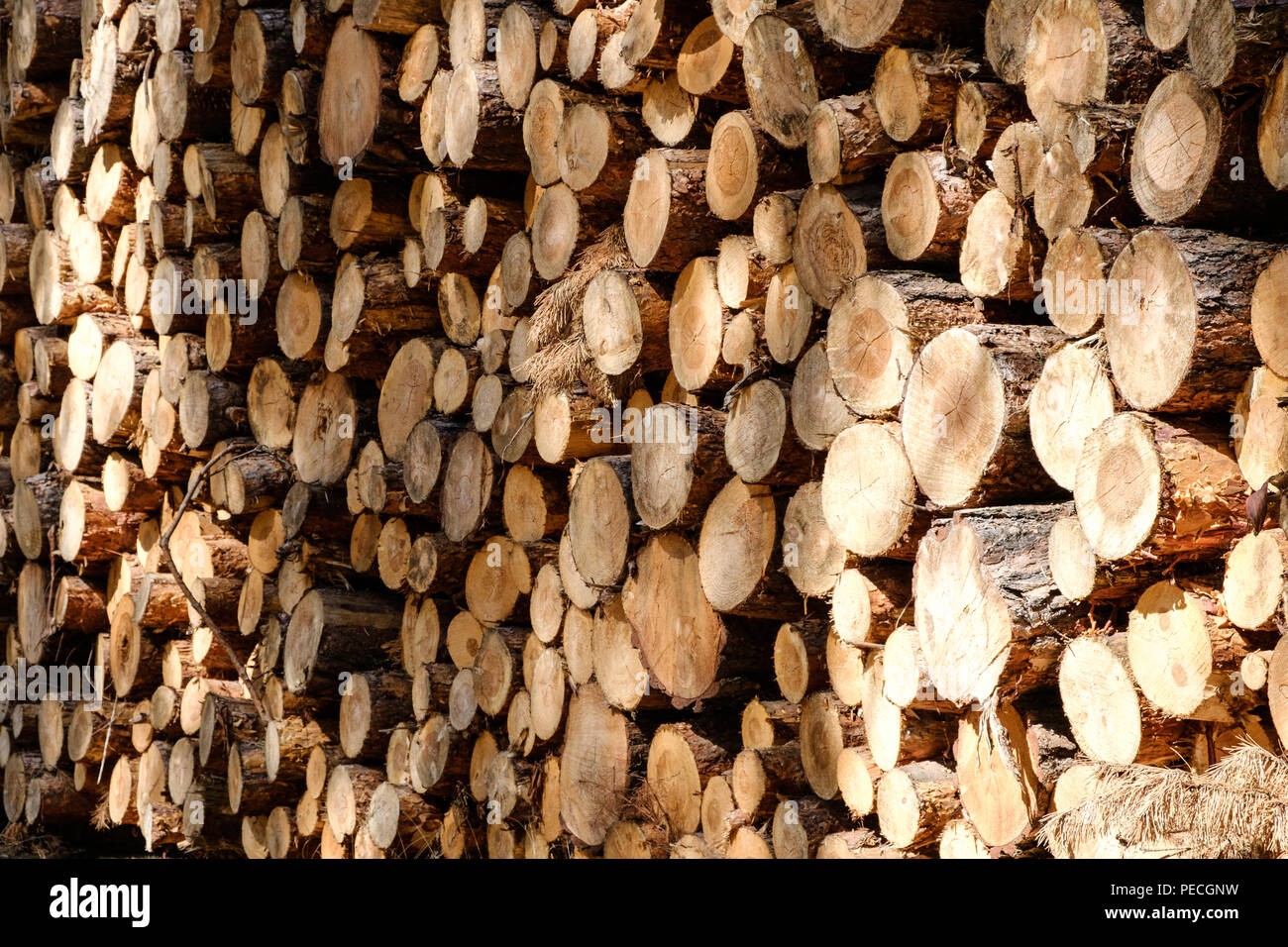 Troncos de árboles - industria maderera - producción de madera Foto de stock