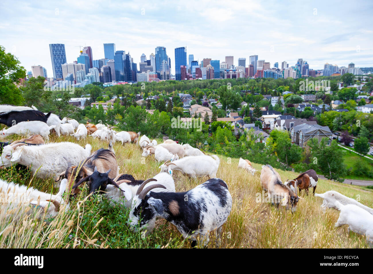 Las cabras comen las malezas en un parque de Calgary como parte de la ciudad de destino de plan de pastoreo para las especies de malezas invasoras mediante gestión ambientalmente amigable con los Foto de stock